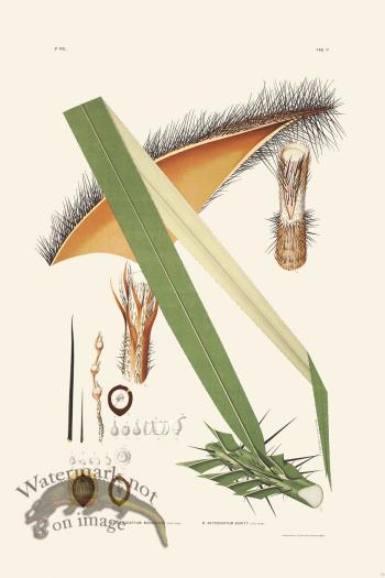 Rodrigues Palm Front 050